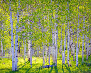 Early Morning Light in the Wasatch Backcountry