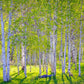Early Morning Light in the Wasatch Backcountry