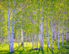 Early Morning Light in the Wasatch Backcountry