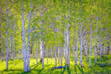 Early Morning Light in the Wasatch Backcountry