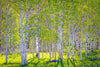 Early Morning Light in the Wasatch Backcountry