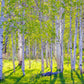 Early Morning Light in the Wasatch Backcountry