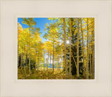 Autumn in the Rocky Mountains, Wasatch National Forest, Utah