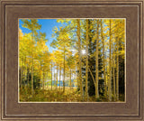 Autumn in the Rocky Mountains, Wasatch National Forest, Utah