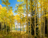 Autumn in the Rocky Mountains, Wasatch National Forest, Utah