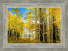 Autumn in the Rocky Mountains, Wasatch National Forest, Utah