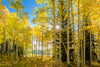 Autumn in the Rocky Mountains, Wasatch National Forest, Utah