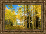 Autumn in the Rocky Mountains, Wasatch National Forest, Utah