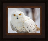 Snowy Owl, Haines, Alaska