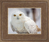 Snowy Owl, Haines, Alaska