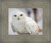 Snowy Owl, Haines, Alaska