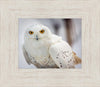 Snowy Owl, Haines, Alaska