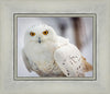 Snowy Owl, Haines, Alaska