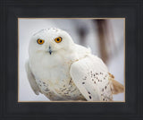 Snowy Owl, Haines, Alaska