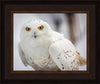 Snowy Owl, Haines, Alaska