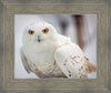 Snowy Owl, Haines, Alaska