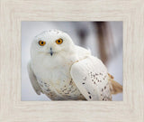 Snowy Owl, Haines, Alaska