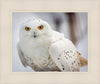 Snowy Owl, Haines, Alaska