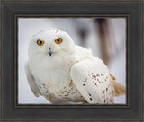 Snowy Owl, Haines, Alaska