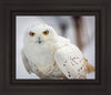 Snowy Owl, Haines, Alaska