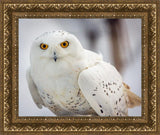 Snowy Owl, Haines, Alaska