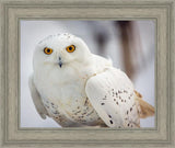 Snowy Owl, Haines, Alaska