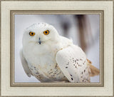 Snowy Owl, Haines, Alaska