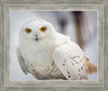 Snowy Owl, Haines, Alaska