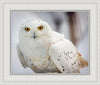 Snowy Owl, Haines, Alaska