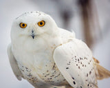 Snowy Owl, Haines, Alaska