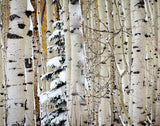 Christmas Around the Corner, Guardsman Pass, Park City, Utah