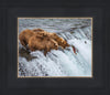 Grizzly Bears Fishing for Salmon at Katmai National Park Brooks Falls, Alaska