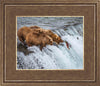 Grizzly Bears Fishing for Salmon at Katmai National Park Brooks Falls, Alaska