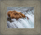 Grizzly Bears Fishing for Salmon at Katmai National Park Brooks Falls, Alaska