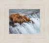 Grizzly Bears Fishing for Salmon at Katmai National Park Brooks Falls, Alaska