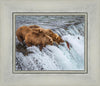 Grizzly Bears Fishing for Salmon at Katmai National Park Brooks Falls, Alaska