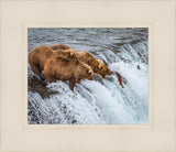 Grizzly Bears Fishing for Salmon at Katmai National Park Brooks Falls, Alaska