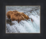 Grizzly Bears Fishing for Salmon at Katmai National Park Brooks Falls, Alaska