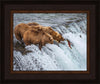 Grizzly Bears Fishing for Salmon at Katmai National Park Brooks Falls, Alaska