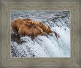 Grizzly Bears Fishing for Salmon at Katmai National Park Brooks Falls, Alaska