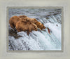 Grizzly Bears Fishing for Salmon at Katmai National Park Brooks Falls, Alaska