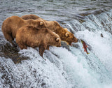 Grizzly Bears Fishing for Salmon at Katmai National Park Brooks Falls, Alaska