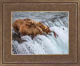 Grizzly Bears Fishing for Salmon at Katmai National Park Brooks Falls, Alaska