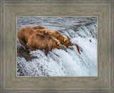 Grizzly Bears Fishing for Salmon at Katmai National Park Brooks Falls, Alaska