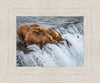 Grizzly Bears Fishing for Salmon at Katmai National Park Brooks Falls, Alaska