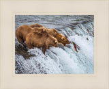 Grizzly Bears Fishing for Salmon at Katmai National Park Brooks Falls, Alaska