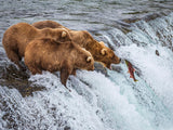 Grizzly Bears Fishing for Salmon at Katmai National Park Brooks Falls, Alaska