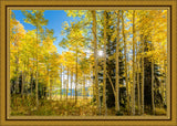 Autumn in the Rocky Mountains, Wasatch National Forest, Utah