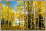 Autumn in the Rocky Mountains, Wasatch National Forest, Utah