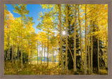 Autumn in the Rocky Mountains, Wasatch National Forest, Utah